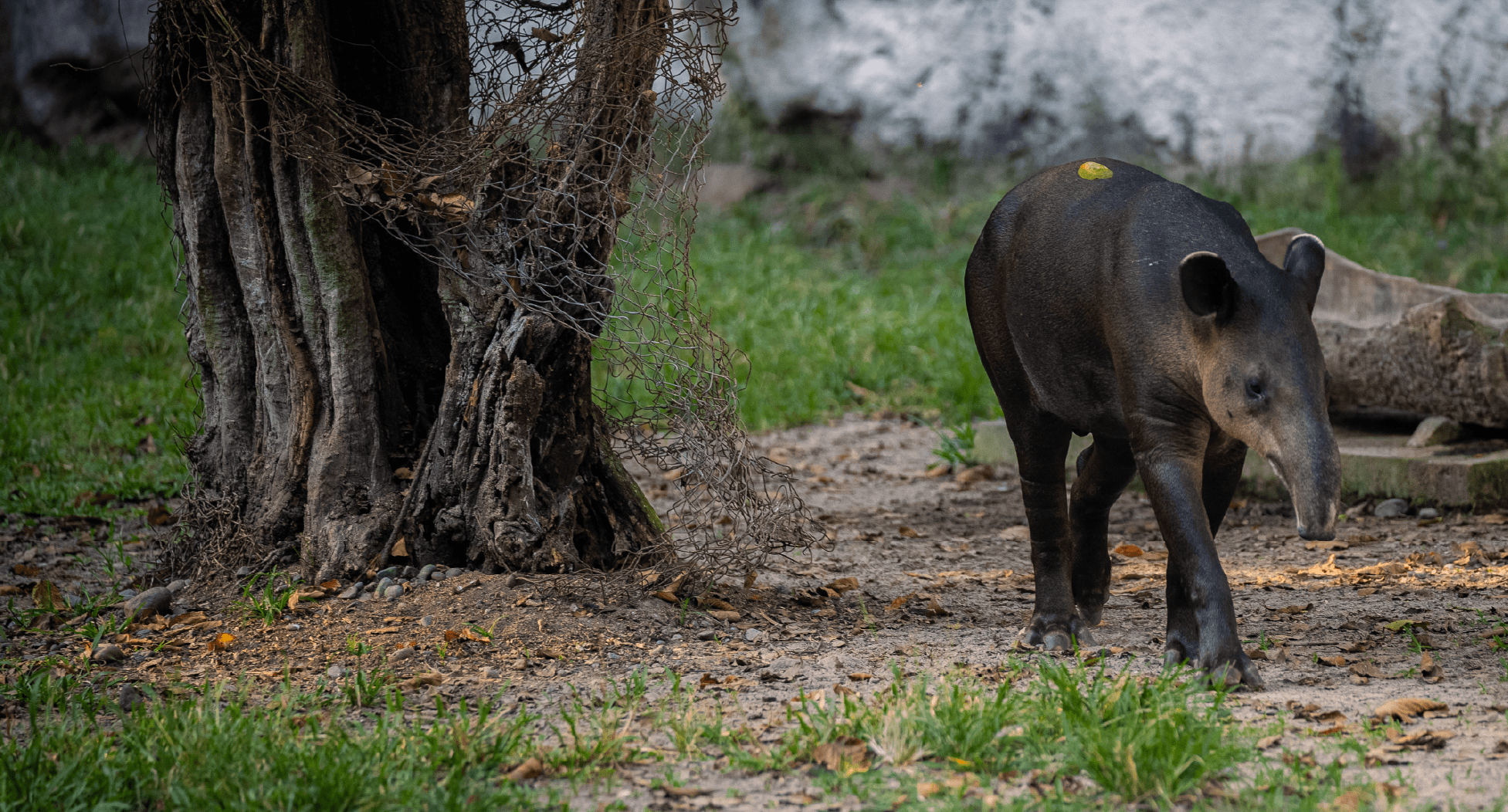 Santuario del Tapir de Yucatán